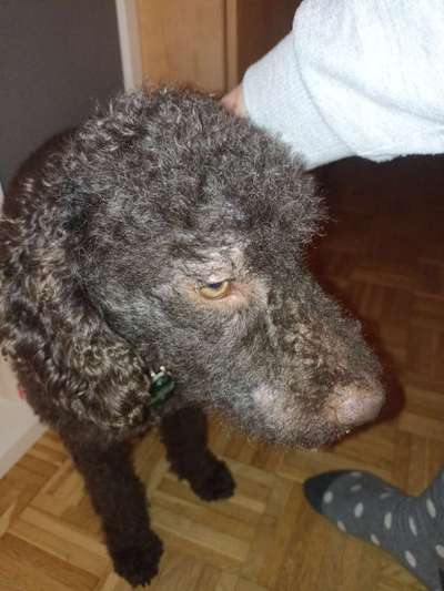 Flecken an Schnauze und Auge-Beitrag-Bild