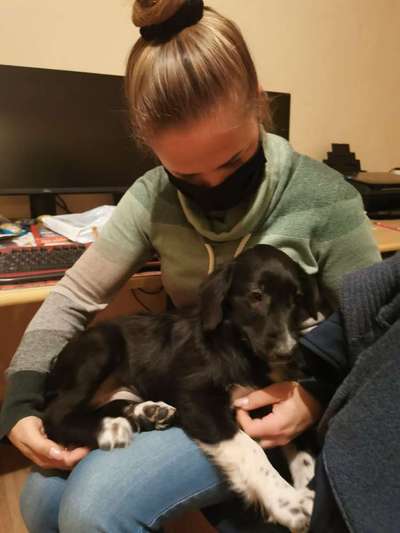 Adoption aus dem Ausland, unsicher ob der Welpe gesund ist.-Beitrag-Bild