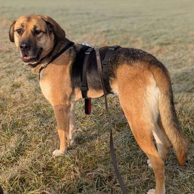 Hundetreffen-Treffen zum Spielen und Gassi gehen-Bild
