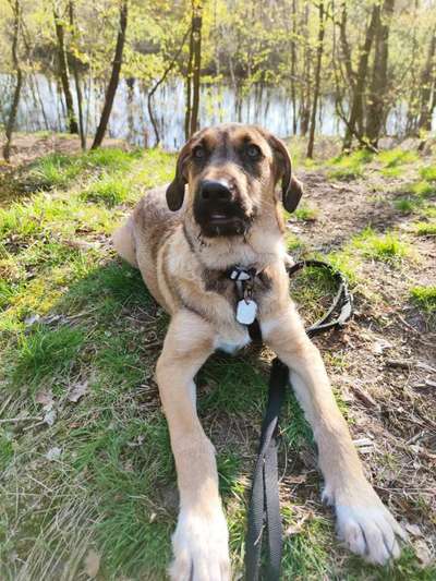 Die Dogorama Monats Challenge "Es grünt und blüht"-Beitrag-Bild