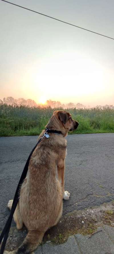 Die Dogorama Monats Challenge "Es grünt und blüht"-Beitrag-Bild