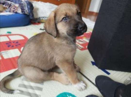 Welpen Bilder !-Beitrag-Bild