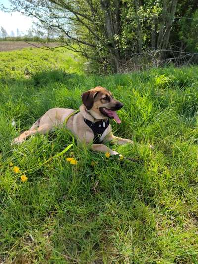 Welpen Bilder !-Beitrag-Bild