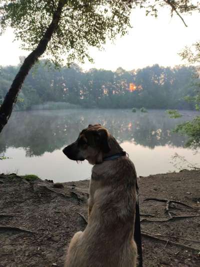 Die Dogorama Monats Challenge "Es grünt und blüht"-Beitrag-Bild