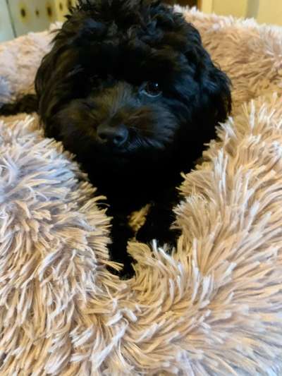 Bolonka Zwetna Freunde-Beitrag-Bild