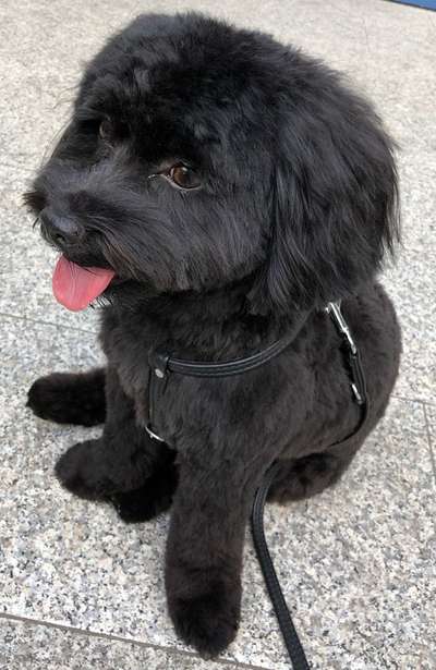 Bolonka Zwetna Freunde-Beitrag-Bild