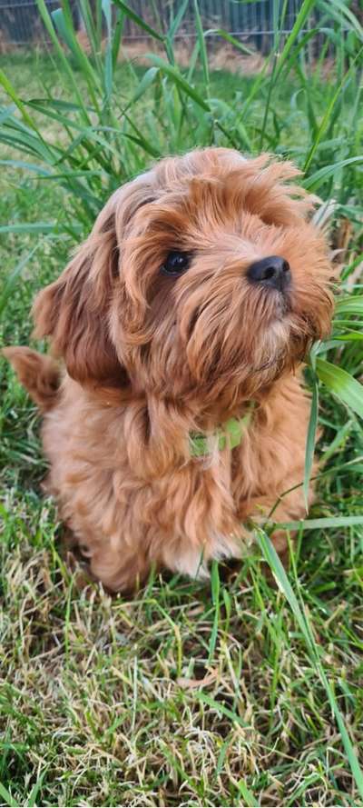 bolonka zwetna 😁-Beitrag-Bild