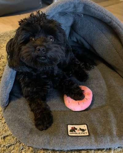 Bolonka Zwetna Freunde-Beitrag-Bild