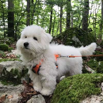 Hundetreffen-Kleine Welpen wollen spielen