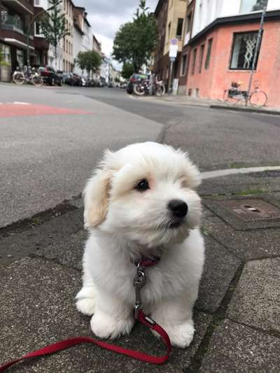 Hundetreffen-Puppies im Kölner Stadtwald-Bild