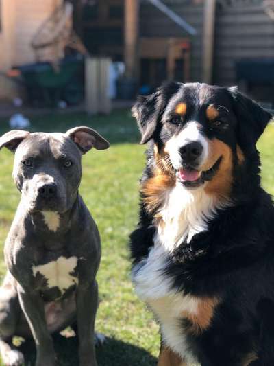 Die Dogorama Kalender Challenge Titelbild-Beitrag-Bild