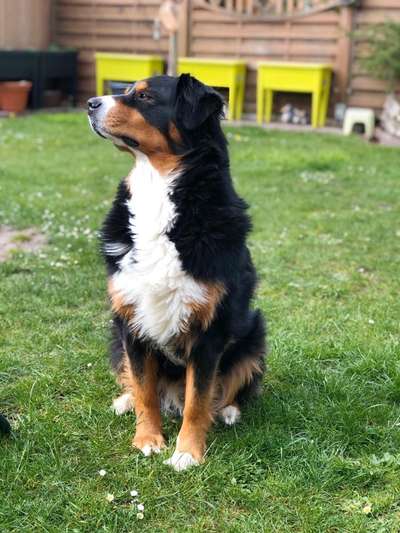 Mischlinge raten - Rätselspaß-Beitrag-Bild