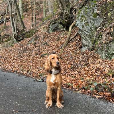 Hundetreffen-Cocker Treff-Bild
