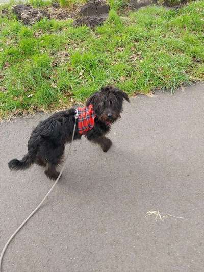 Hundetreffen-Junghund Treffen-Bild