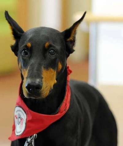 Suche passende Rasse-Beitrag-Bild