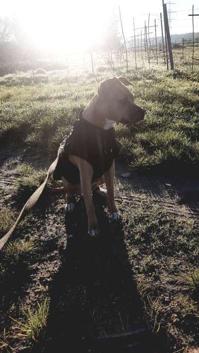 Hundekleidung - Top oder Flop-Beitrag-Bild