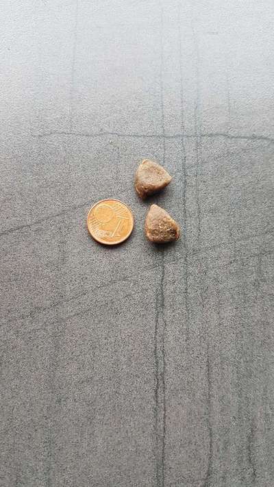 Gutes Trockenfutter mit hohem Fleischanteil-Beitrag-Bild