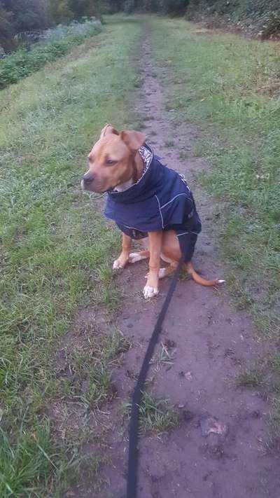 Hundekleidung - Top oder Flop-Beitrag-Bild