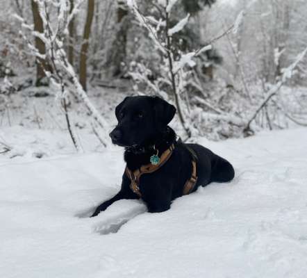 Dogorama Photo Challenge - Winterstimmung-Beitrag-Bild