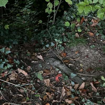 Giftköder-Potentielle Giftköder-Bild