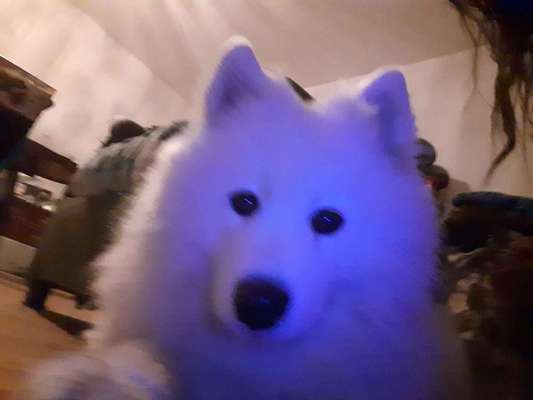 Samojede-Beitrag-Bild