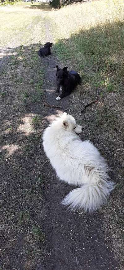 Samojede-Beitrag-Bild