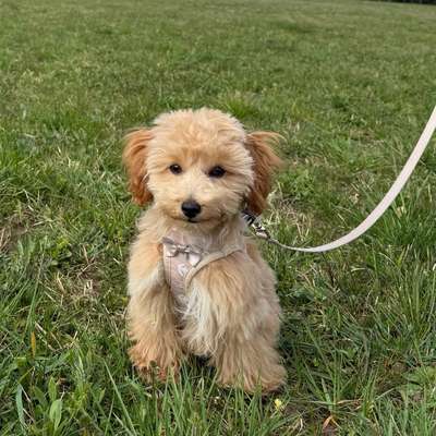 Hundetreffen-Playdate / kleine hunde-Bild