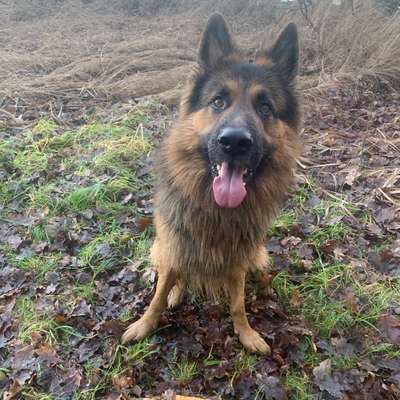 Hundetreffen-Neue Hundefreunde für Social Walks & vllt spielen-Bild