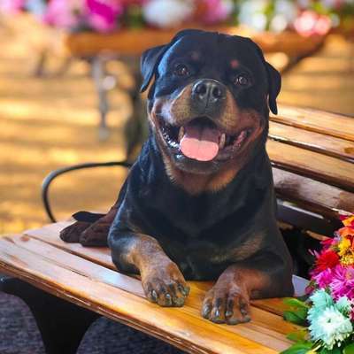 Hundetreffen-Hund-Mensch-Teams gesucht-Profilbild