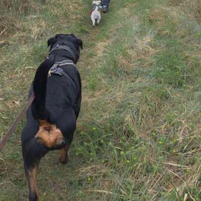 Hundetreffen-Wer hat Lust auf ein social walk?-Bild