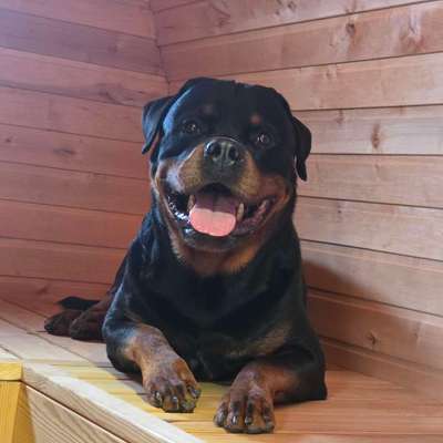 Hundetreffen-Social walks-Bild