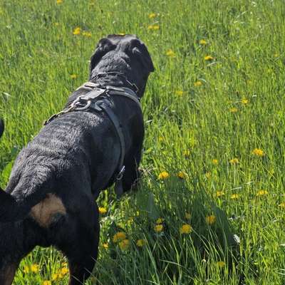 Hundetreffen-Social walks-Bild