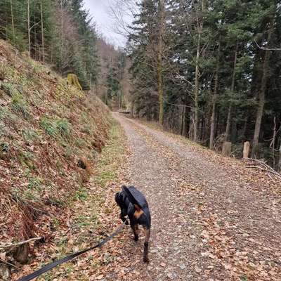 Hundetreffen-Social Walk in Hartheim – Sonntag 9 Uhr 🐾
Treffpunkt: Rosis Autohof in Hartheim.-Bild