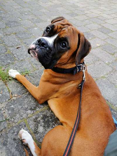 Deutsche Boxer-Beitrag-Bild