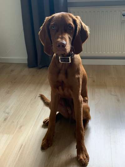 Magyar Vizsla UK-Beitrag-Bild