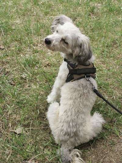 Chinese Crested (Chinesischer Schopfhund)-Beitrag-Bild