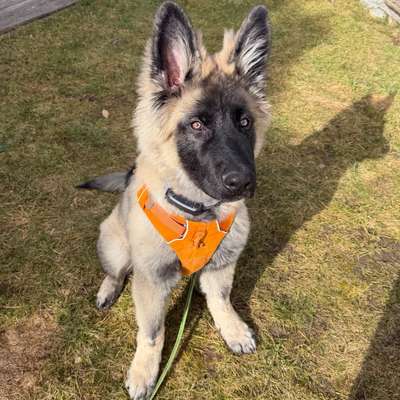 Hundetreffen-Welpentreffen & Hundefreunde in Ingolstadt-Bild