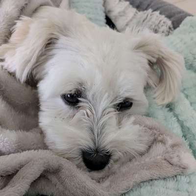 Hundetreffen-Spielkameraden gesucht-Bild