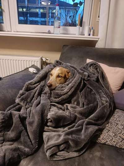 Gehören Hunde ins Restaurant?-Beitrag-Bild