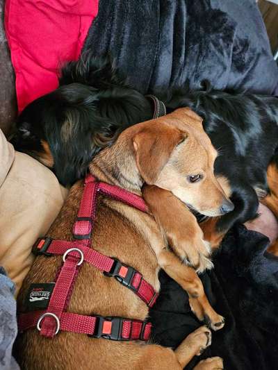 Jack Russel Dackel Mischlinge-Beitrag-Bild