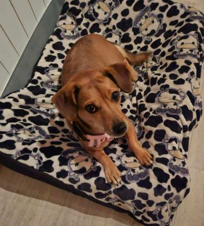 Jack Russel Dackel Mischlinge-Beitrag-Bild
