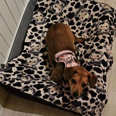 Jack Russel Dackel Mischlinge-Beitrag-Bild