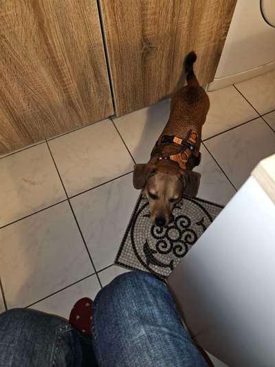 Jack Russel Dackel Mischlinge-Beitrag-Bild