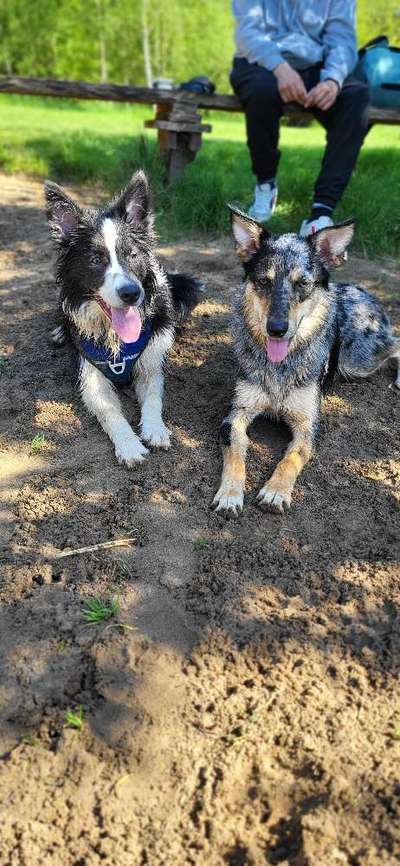 Hundetreffen-Training und Hundebegegnung.-Bild