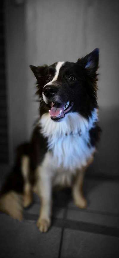 Hundetreffen-Spazieren/Spielen und zusammen trainieren-Bild