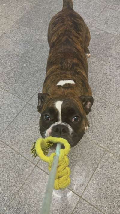 Hundetreffen-Spiele runde-Bild