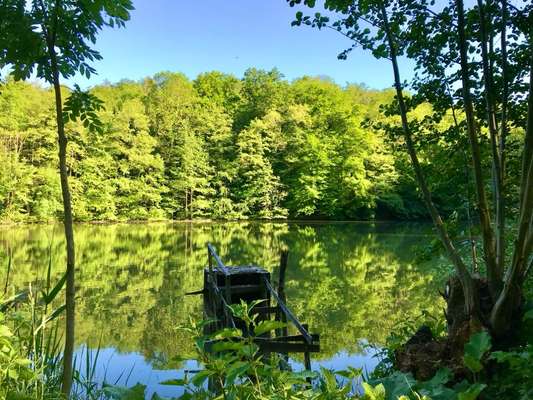 Hundeauslaufgebiet-Kraichsee Sternenfels-Bild