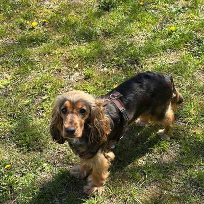 Symptome: Ständiges Kratzen & Analdrüsenprobleme - WAS HAT MEIN HUND?-Beitrag-Bild