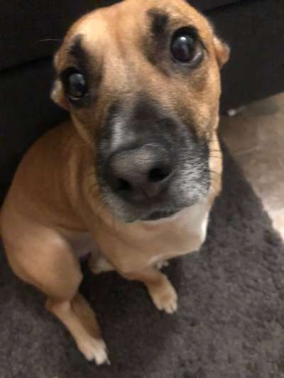 Auslandstierschutz-Beitrag-Bild