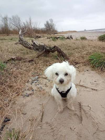 Vom Welpen zum Hund-Beitrag-Bild